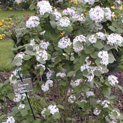 Viburnum carlesii Aurora